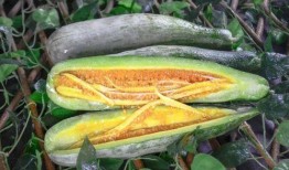 静安网红吃瓜事件,揭秘网络舆论背后的真相与争议